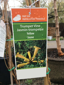 Trumpet Vine - Yellow