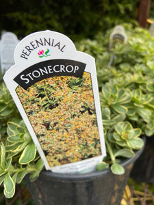 Stonecrop - Variegatum (1 Gallon)