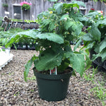 Load image into Gallery viewer, Patio Tomato (Cherry)
