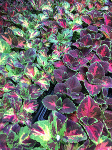 Coleus - Cell Pack