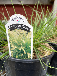 Fountain Grass - Hameln (1 Gallon)