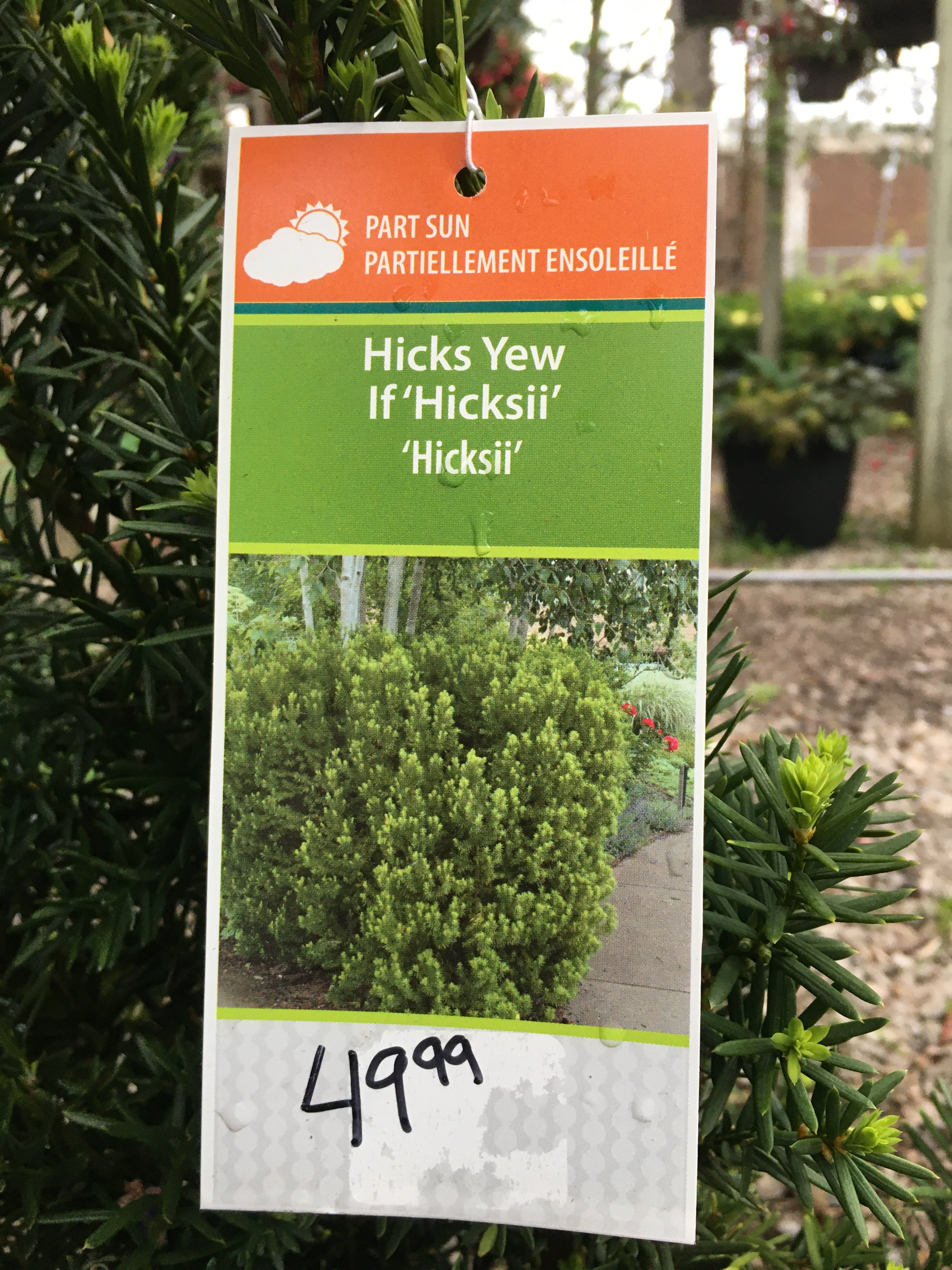 Hick's Yew - Hicksii