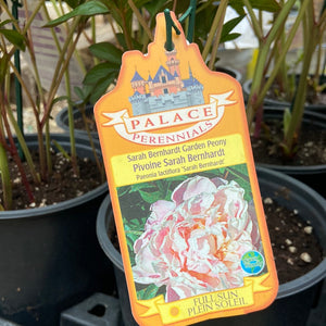 Sarah Bernhardt Garden Peony (1 Gallon)