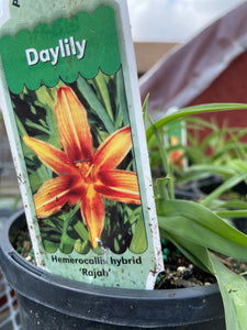 Daylily - Rajah (1 Gallon)