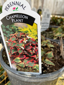 Chameleon Plant (1 Gallon)