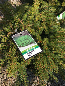 Bird’s Nest Spruce