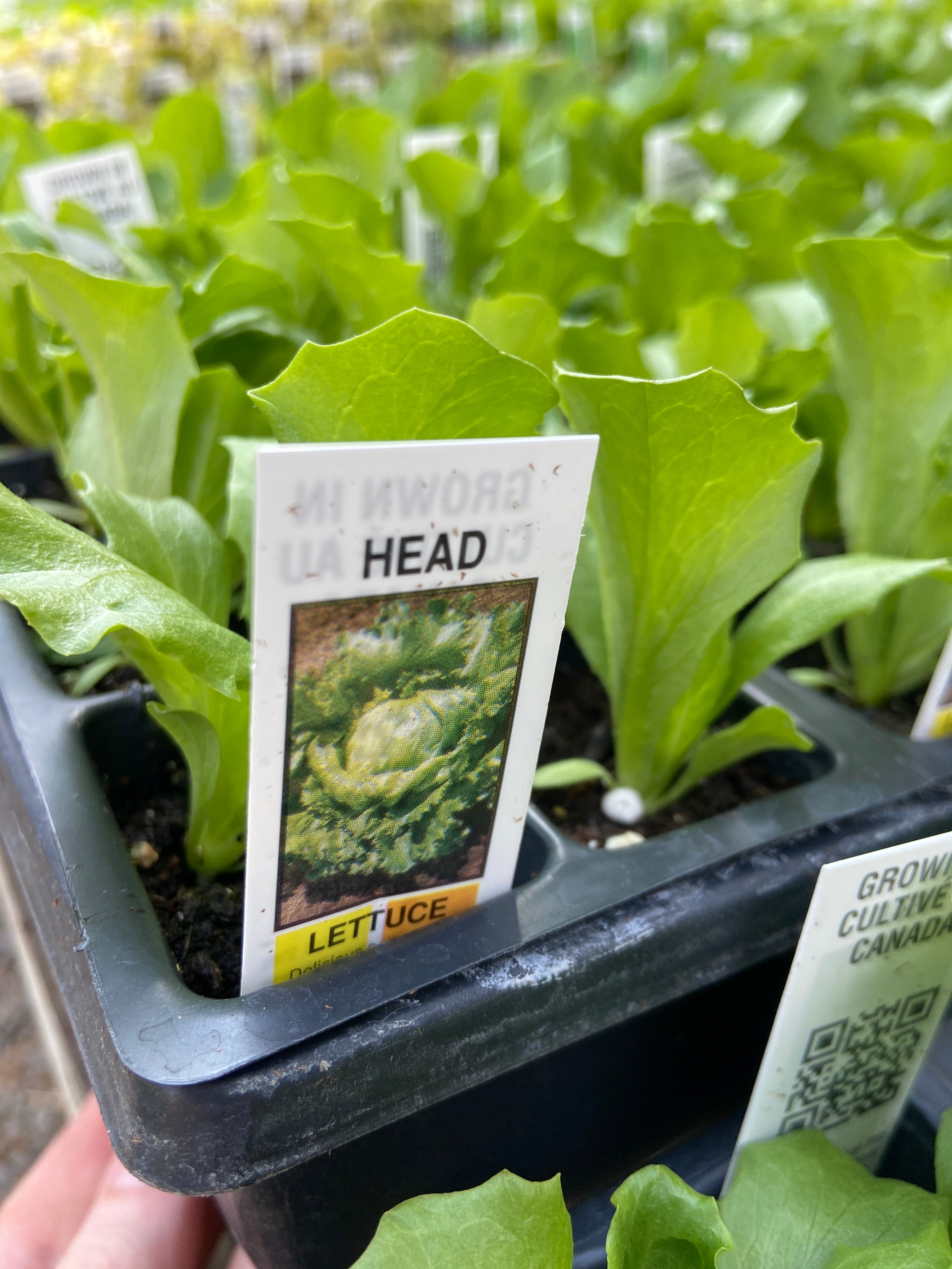 Head Lettuce - Cell Pack