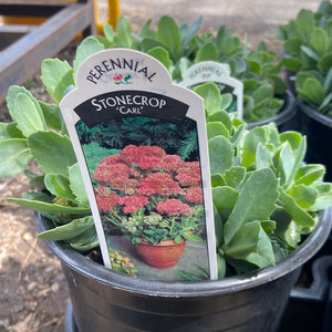 Stonecrop - Carl (1 Gallon)