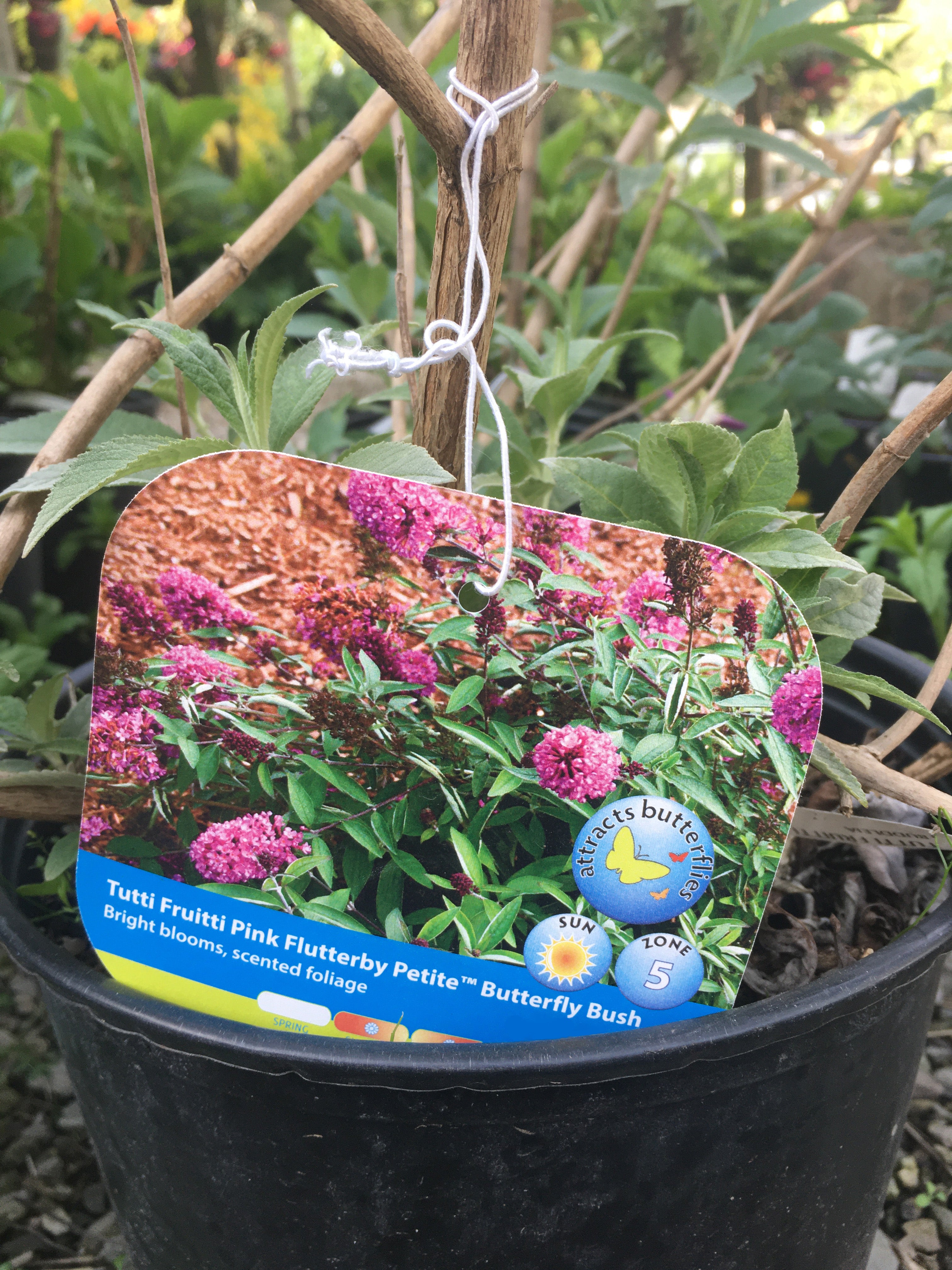 Tutti Fruitti Pink Flutterby Petite Butterfly Bush