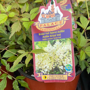 Astilbe - Bridal Veil (1 Gallon)