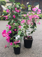 Load image into Gallery viewer, Bougainvillea
