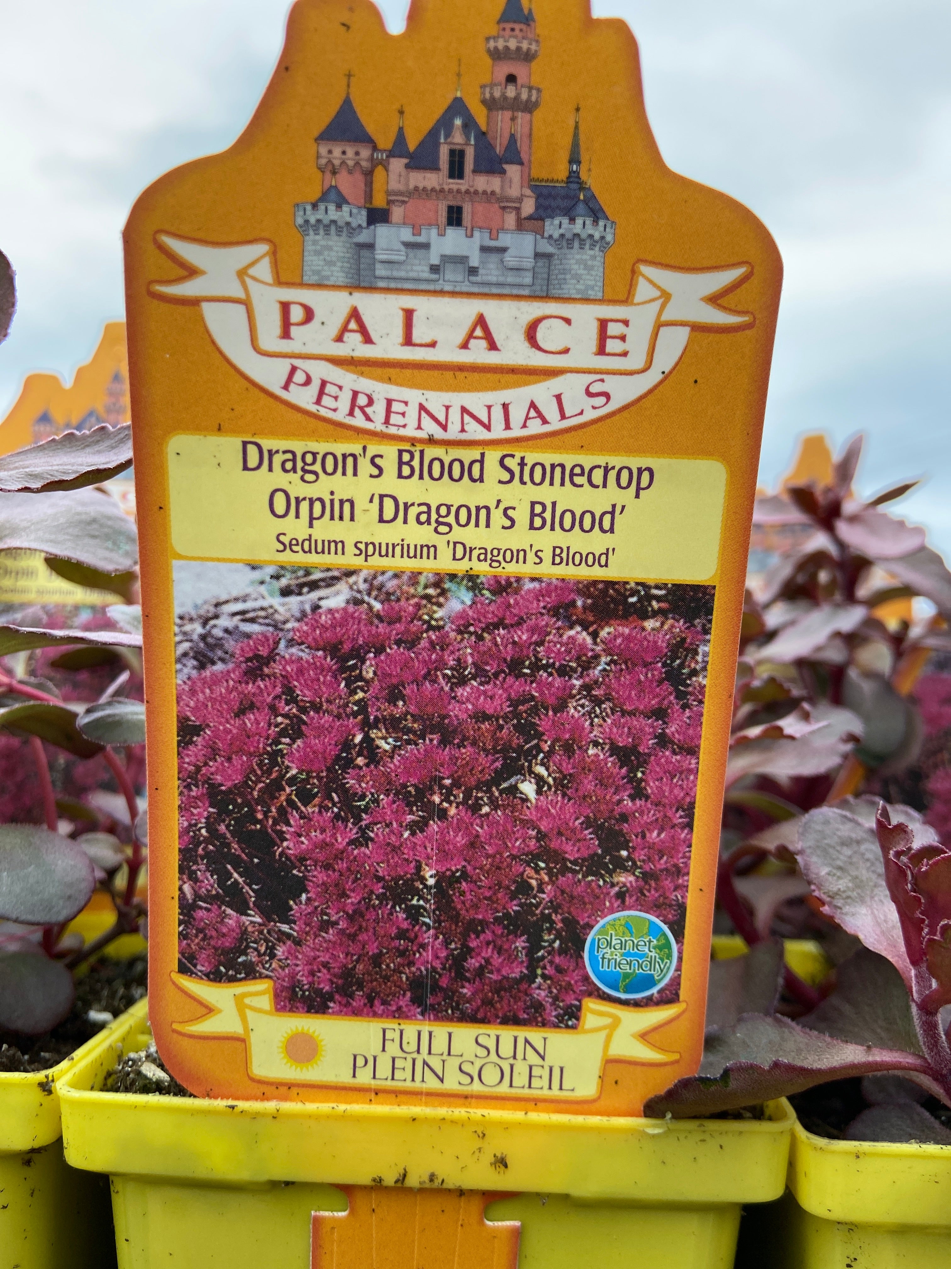 Stonecrop - Dragon’s Blood (4 inch)