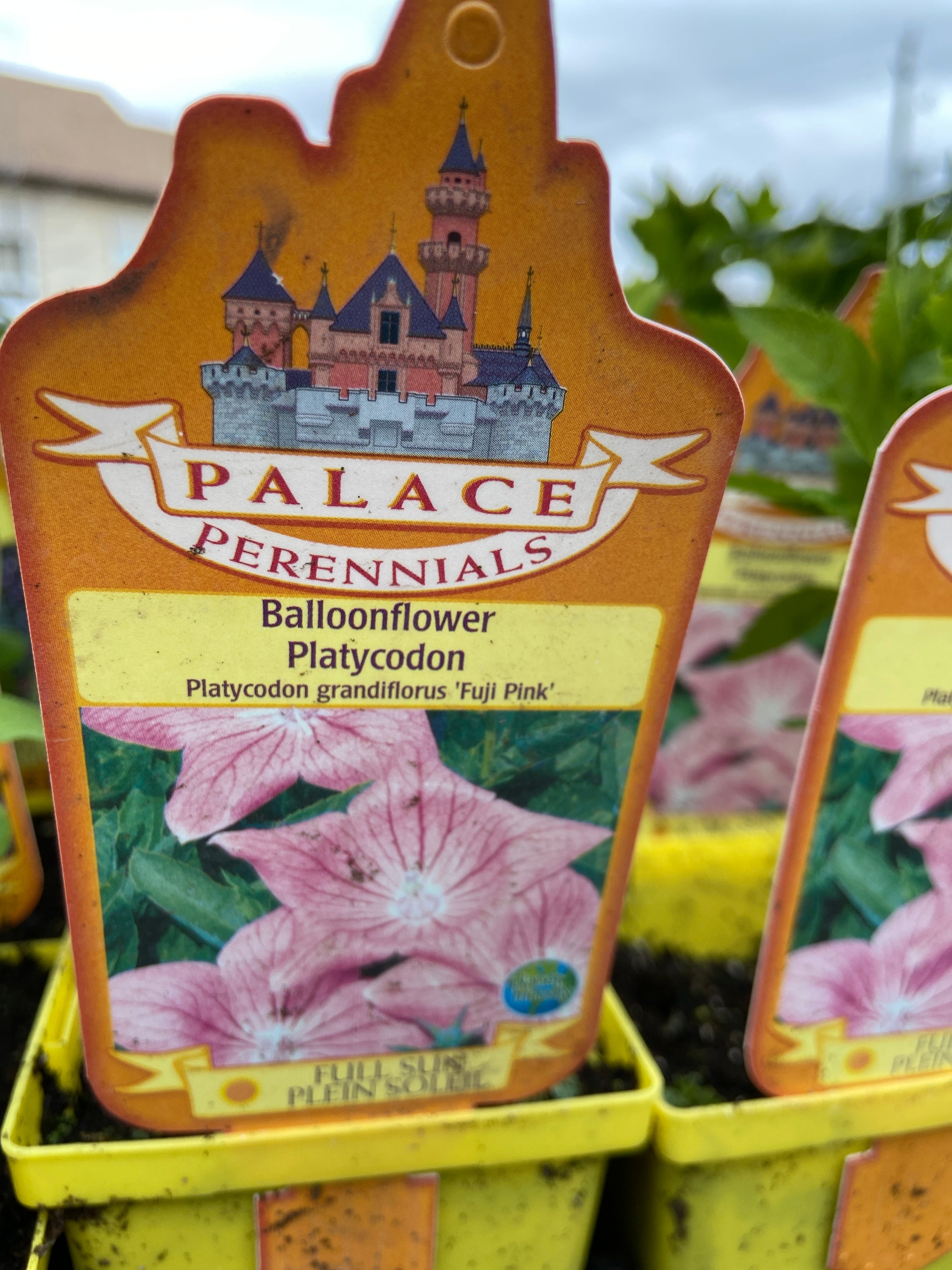 Balloonflower - Fuji Pink (4 inch)