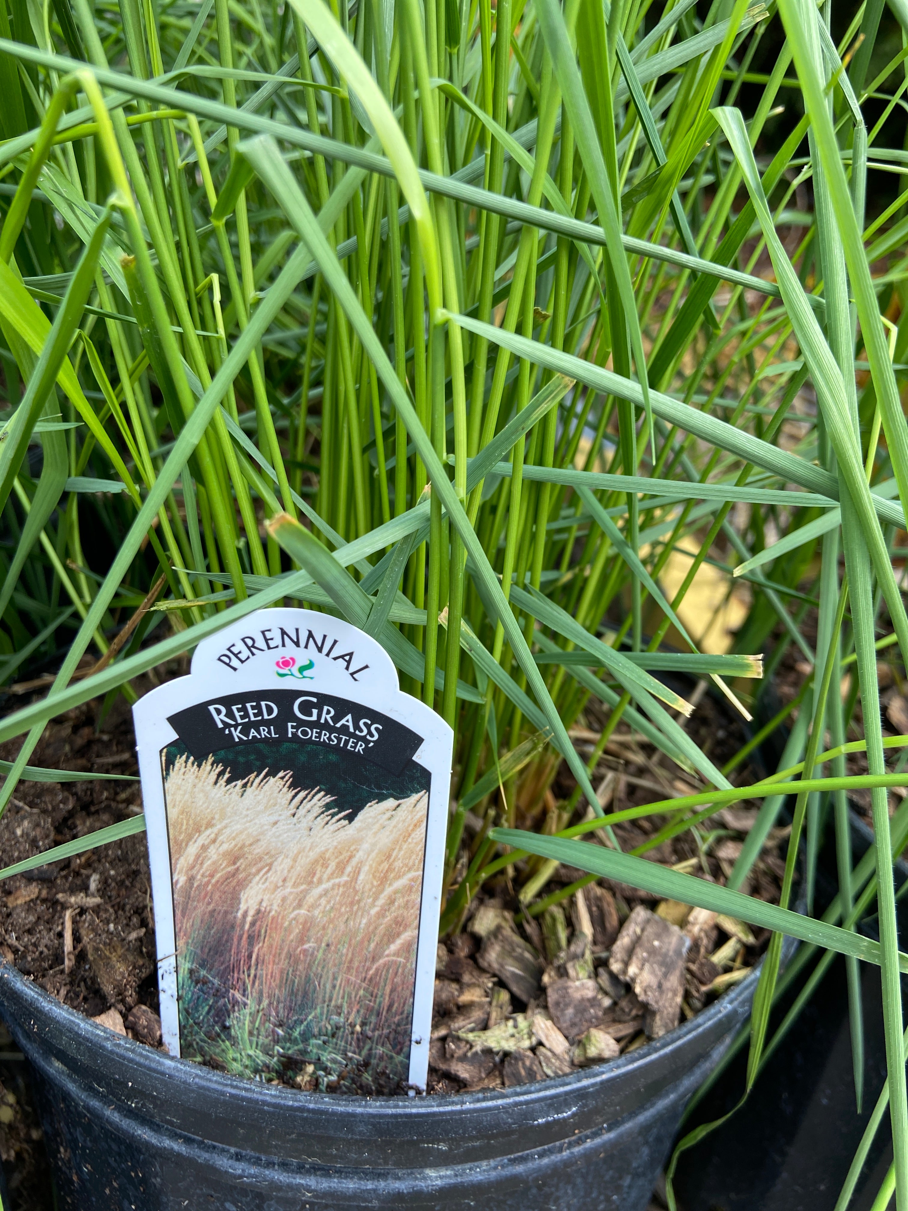 Reed Grass - Karl Foerster (2 Gallon)