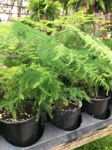 Asparagus Fern (4 inch)