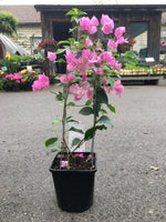 Load image into Gallery viewer, Bougainvillea
