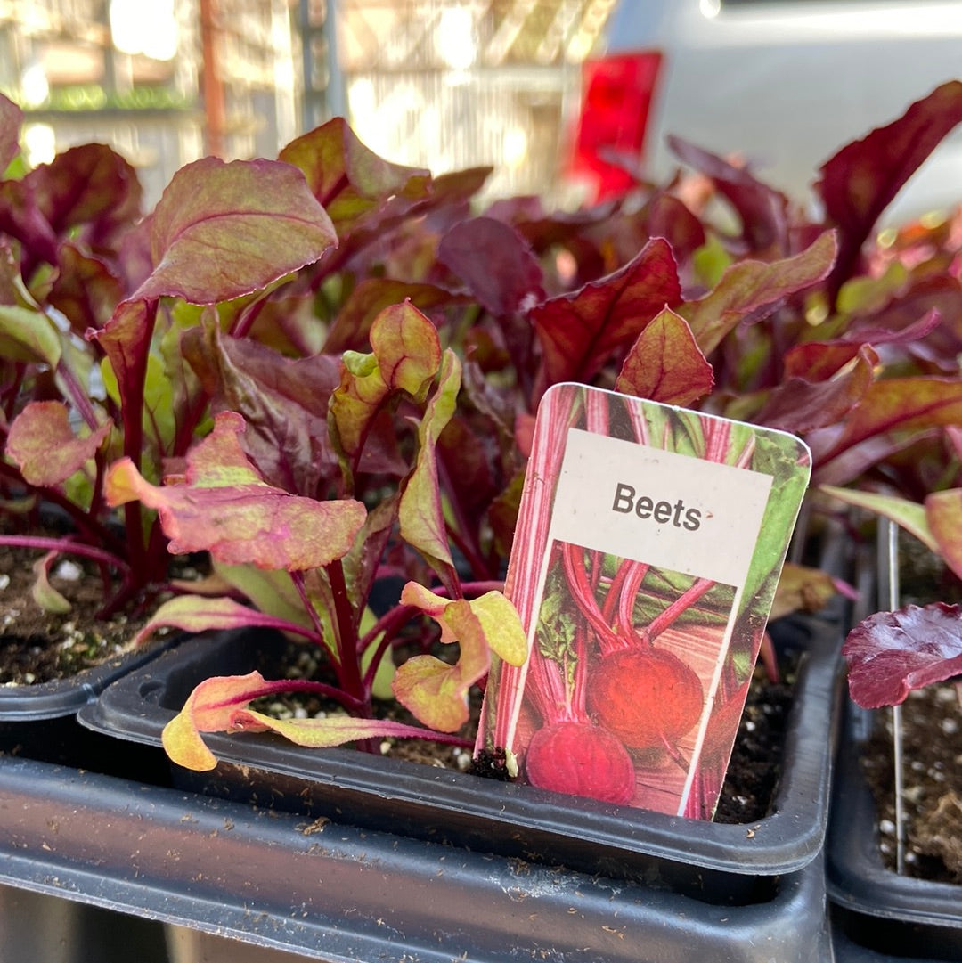 Red Beets - Single
