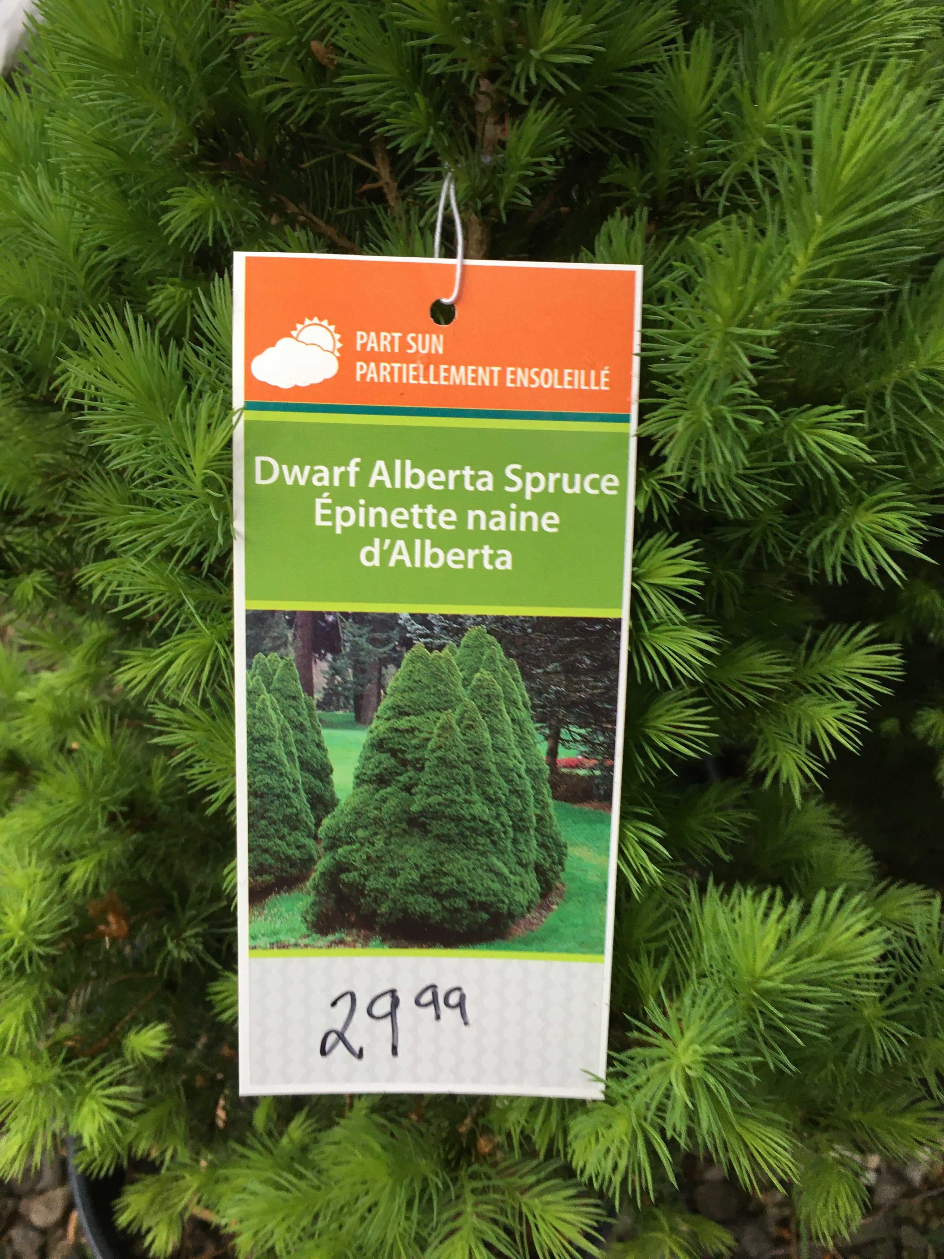 Dwarf Alberta Spruce