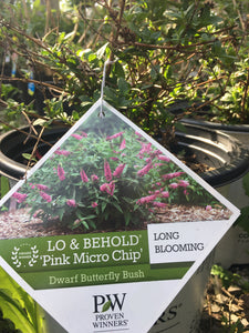 Lo and Behold Pink Micro Chip Butterfly Bush (PW)