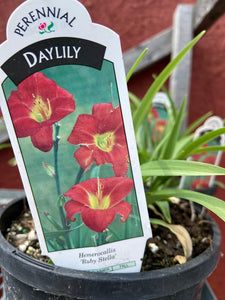 Daylily - Ruby Stella (1 Gallon)