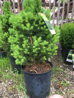 Load image into Gallery viewer, Dwarf Alberta Spruce
