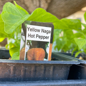 Yellow Naga Morich - Single Pepper