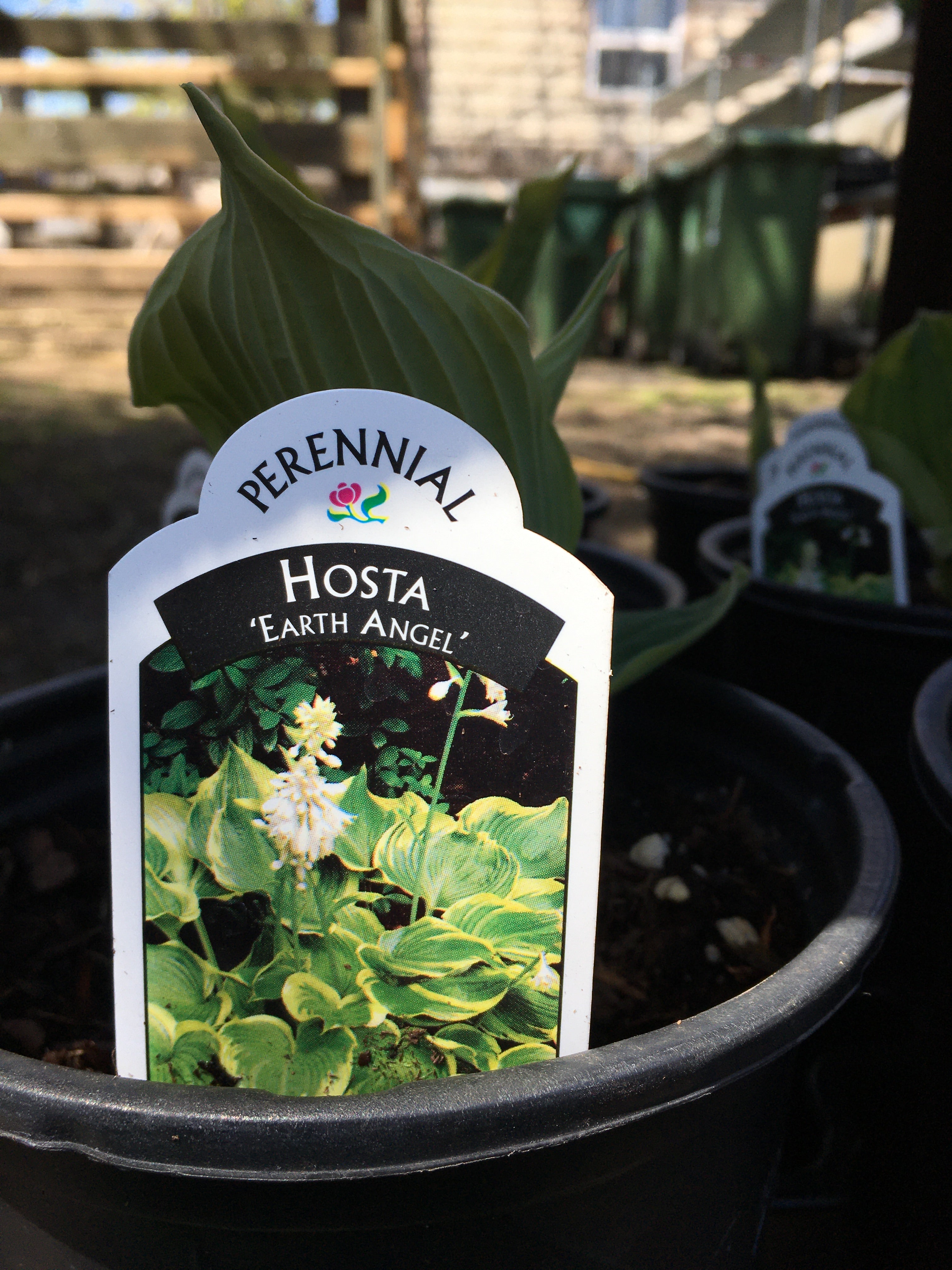 Hosta - Earth Angel (1 Gallon)