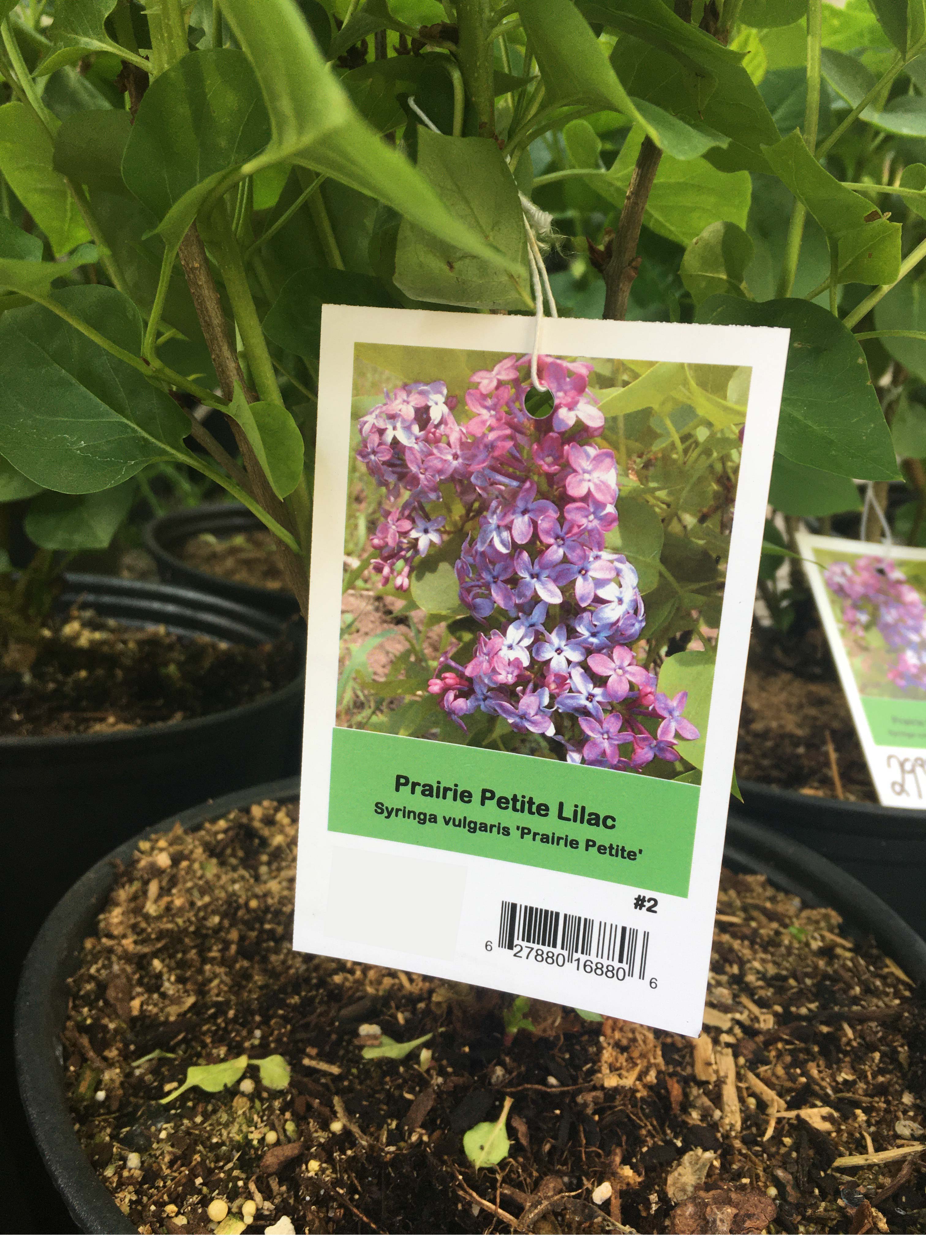 Prairie Petite Lilac