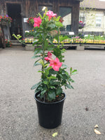 Load image into Gallery viewer, Mandevilla
