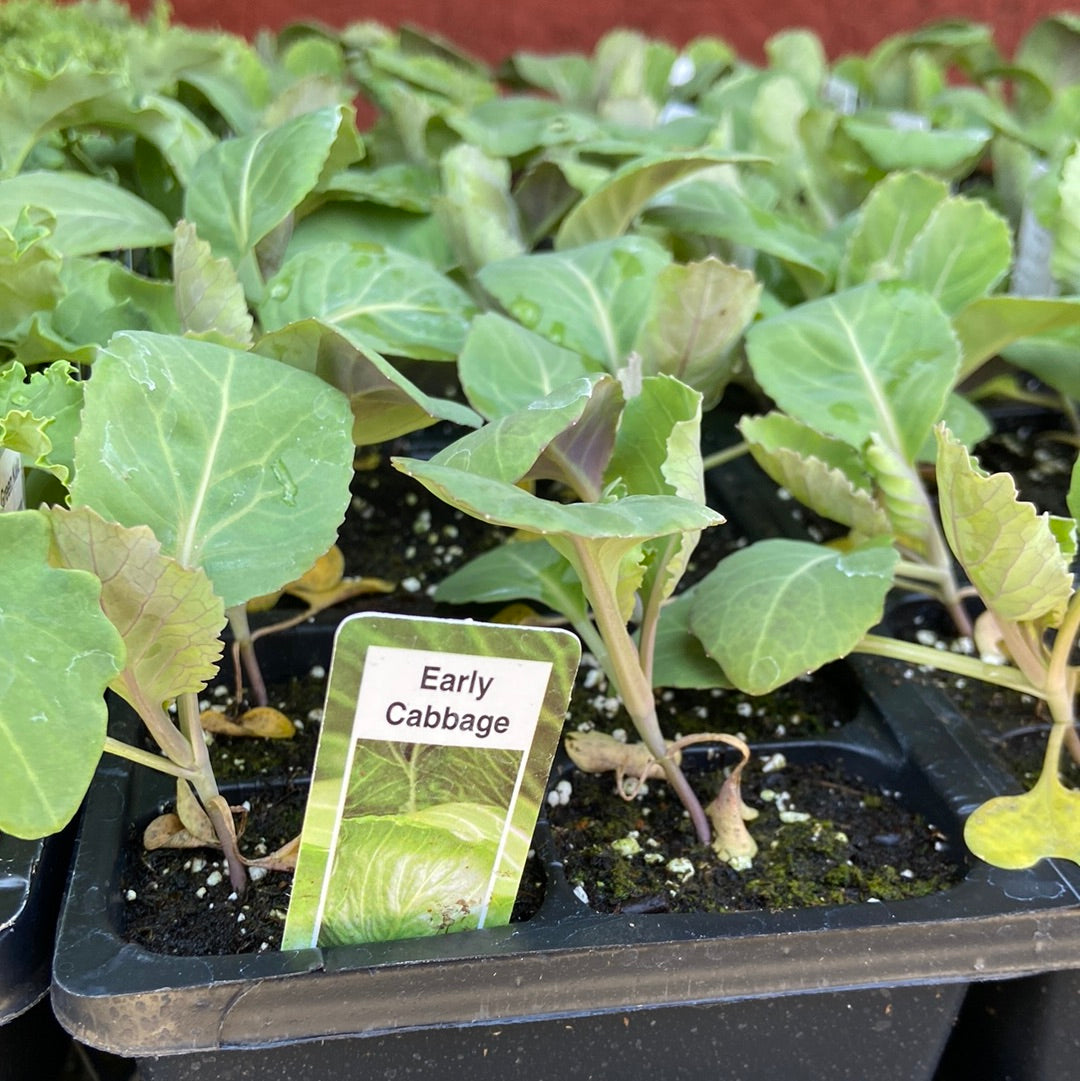 Cabbage Cell Early Cabbage - Cell Pack – Wear's Flowers and Garden Centre