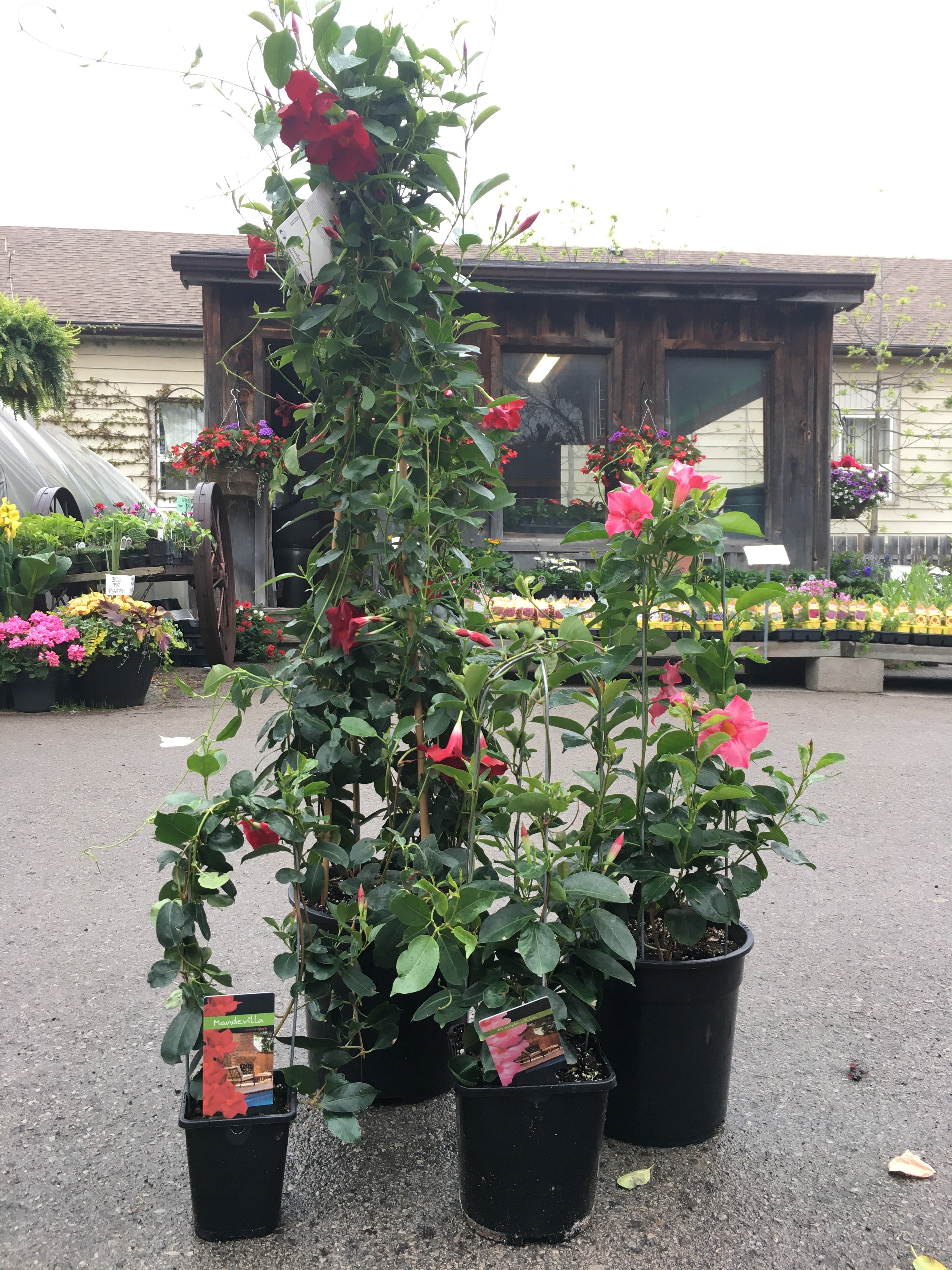 Mandevilla