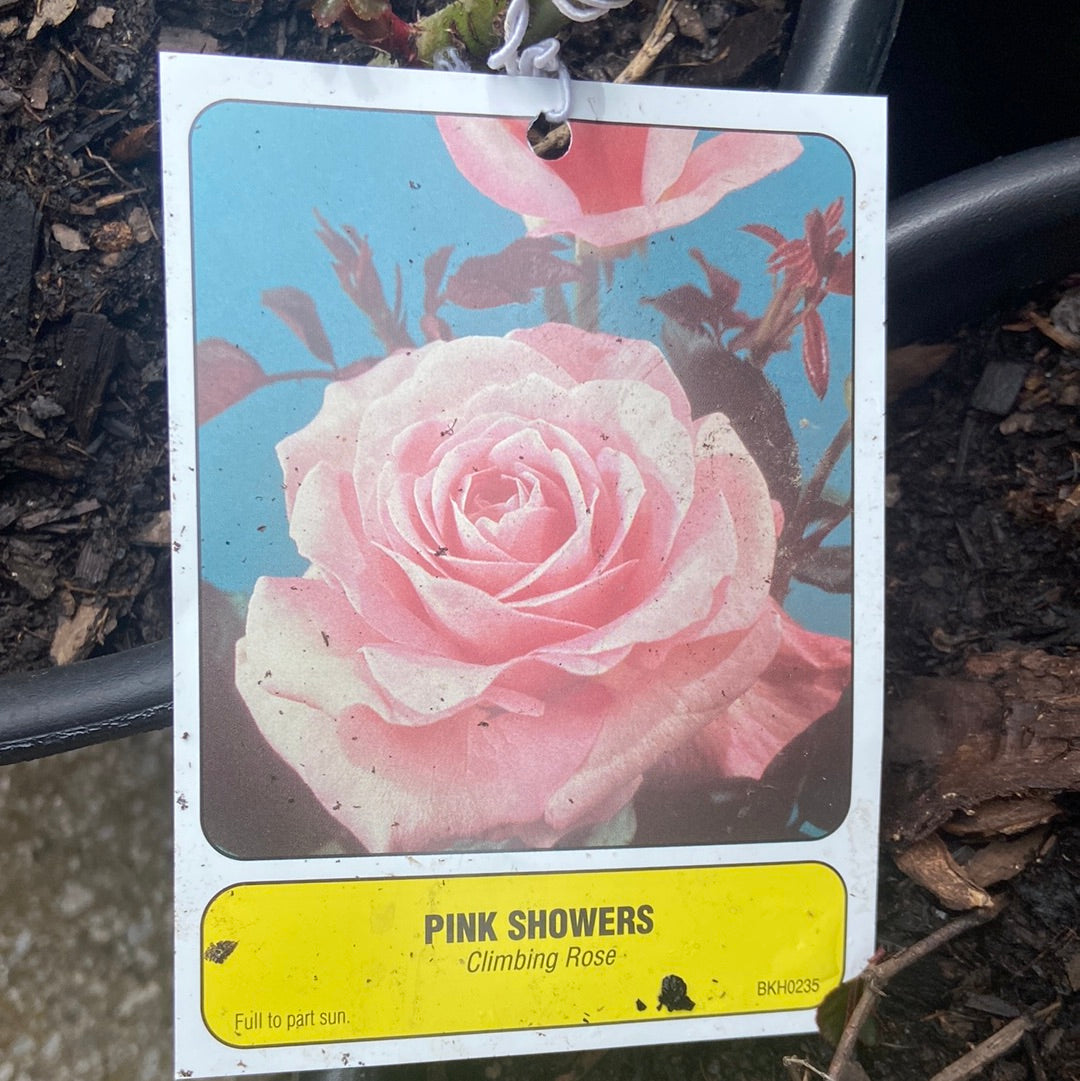 Climbing Roses