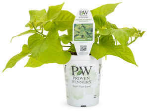 Potato Vine - Margarita (PW)