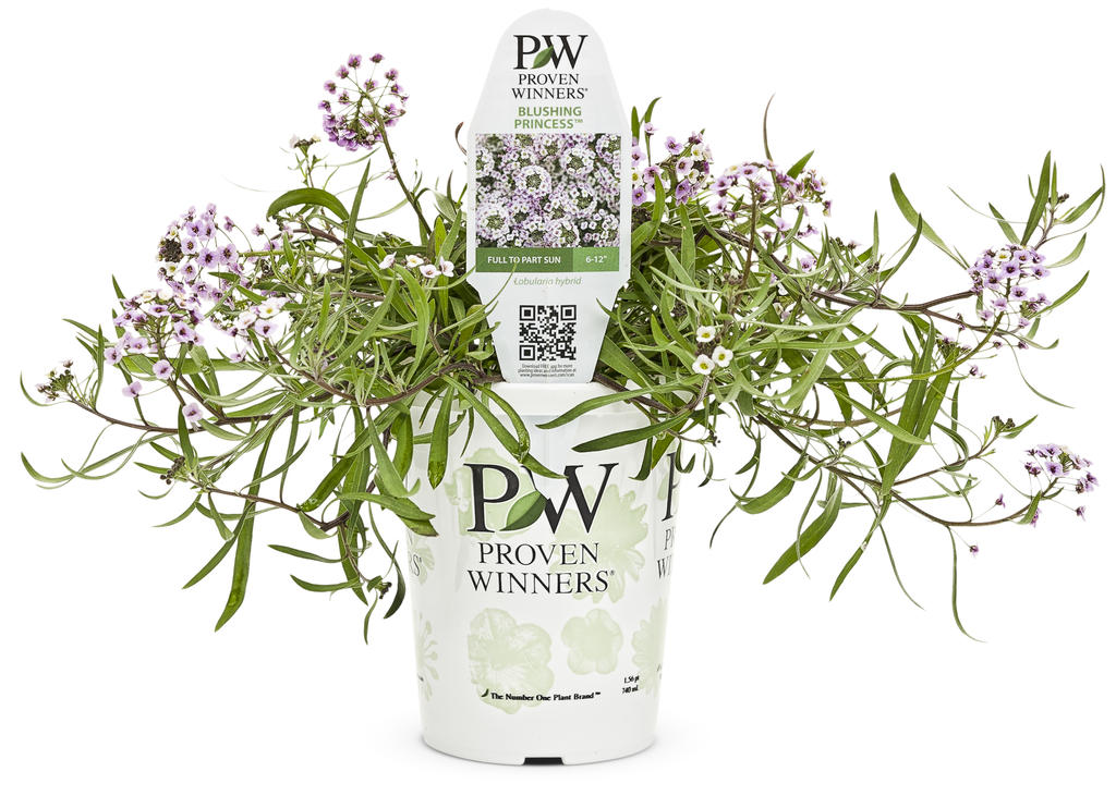 Lobularia - Blushing Princess (PW)