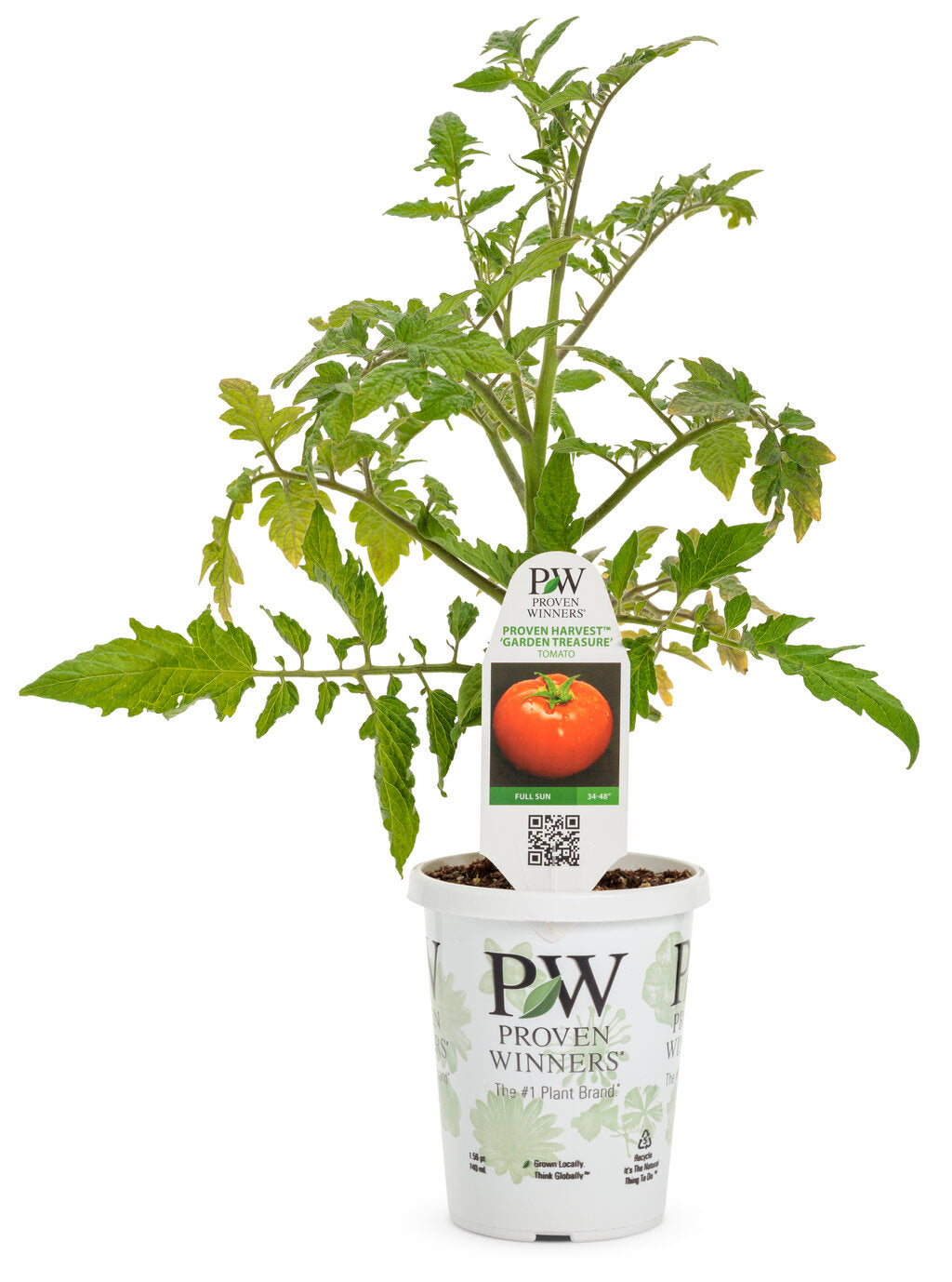 Garden Treasure (PW) - Single Tomato
