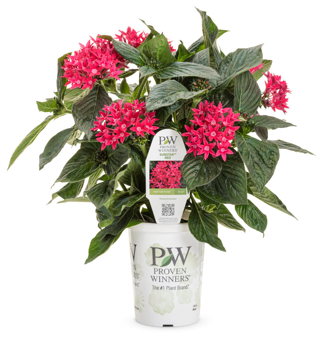 Egyptian Star Flower (Pentas) - Red (PW)