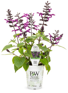 Salvia - Deep Purple (PW)