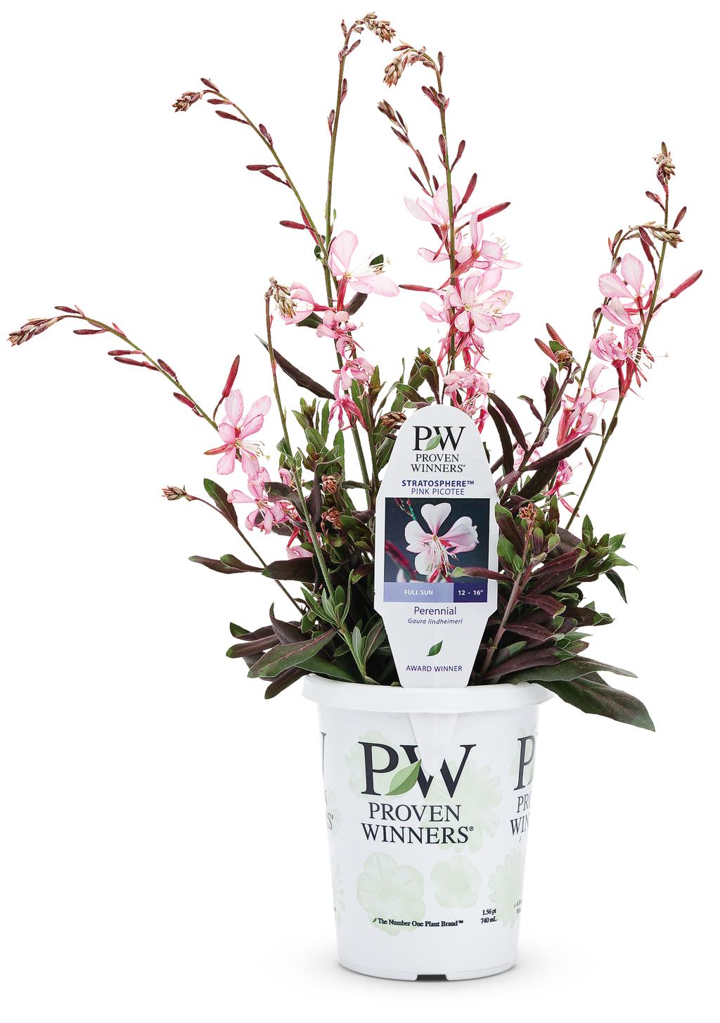 Butterfly Flower (Gaura) - Pink Picotee (PW)