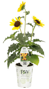 Sunflower - Suncredible (PW) (1 Gallon)
