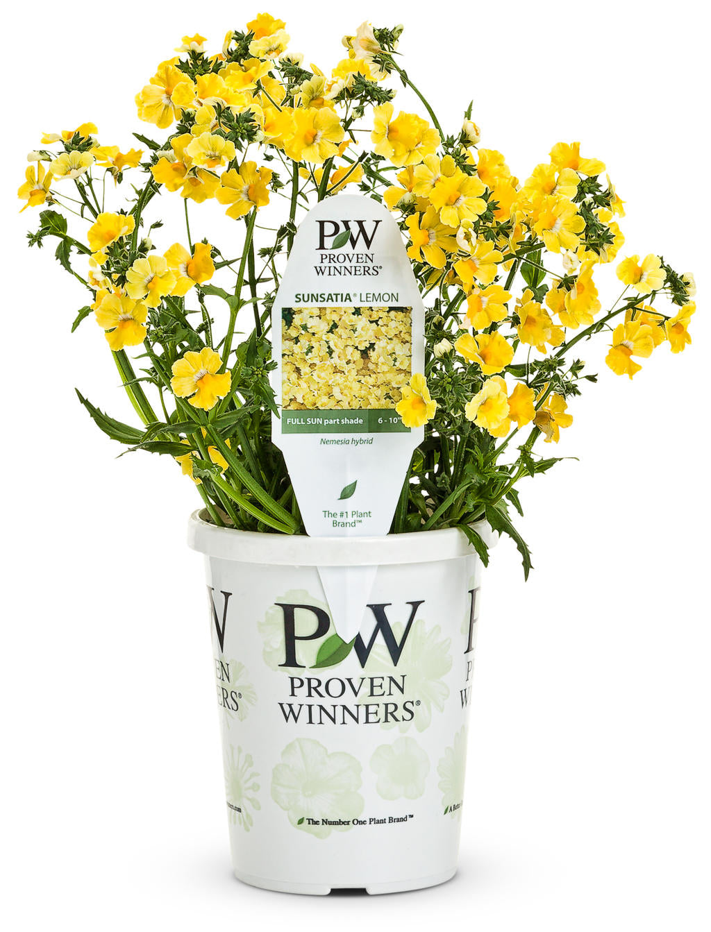 Nemesia - Lemon (PW)