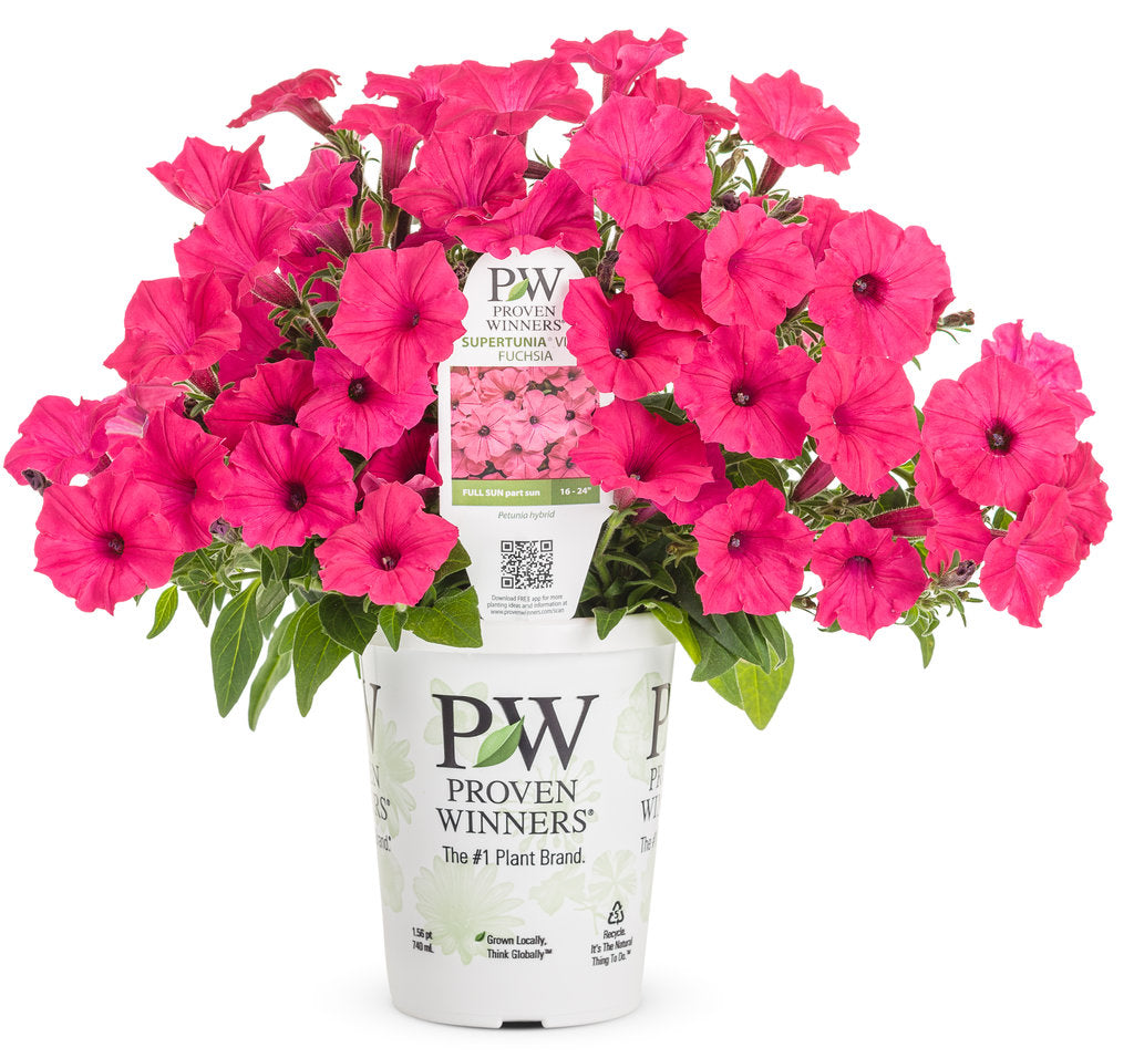 Supertunia - Vista Fuchsia (PW)