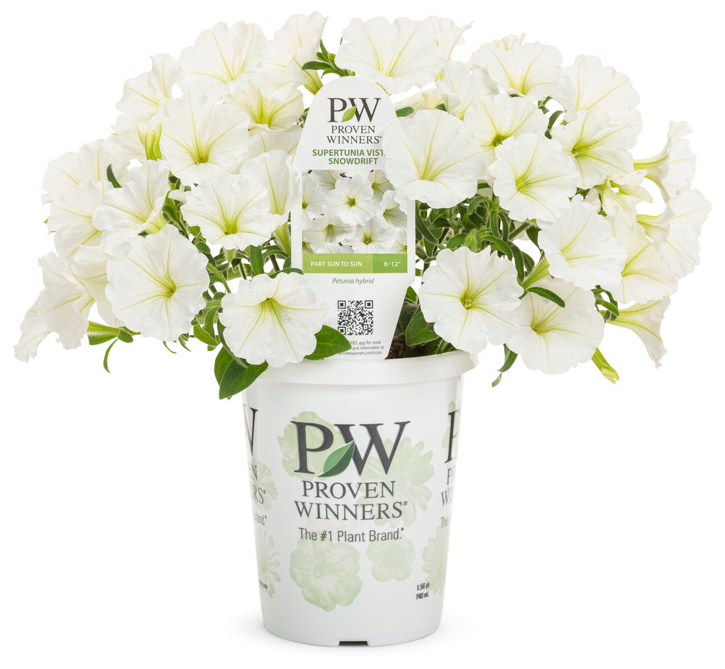 Supertunia - Snowdrift (PW)