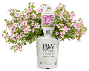 Bacopa (Snowstorm) - Pink (PW)