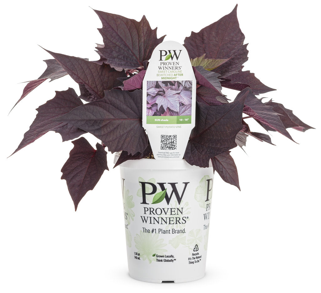 Potato Vine - Sweet Caroline Bewitched After Midnight (PW)