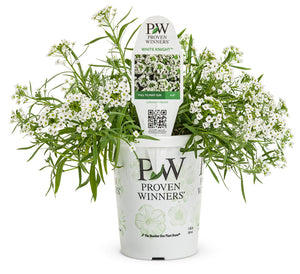 Lobularia - White Knight (PW)